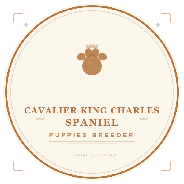 Cavalier King Charles Spaniel Puppies Breeder