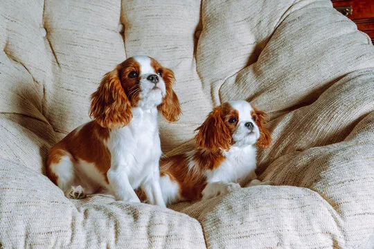 Cavalier King Charles Puppies for sale online