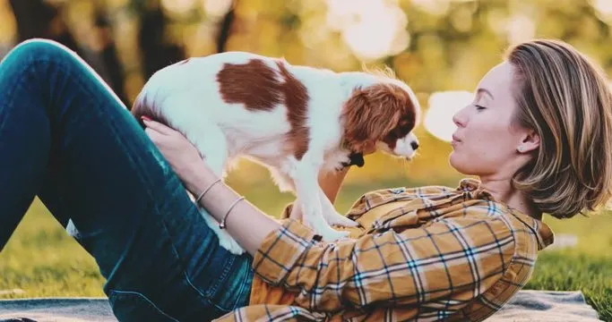 Buy cavalier King Charles Puppies Online